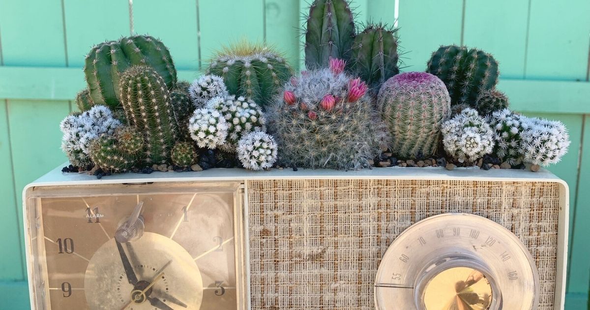 OPAL cacti design on radios- on Thursd 