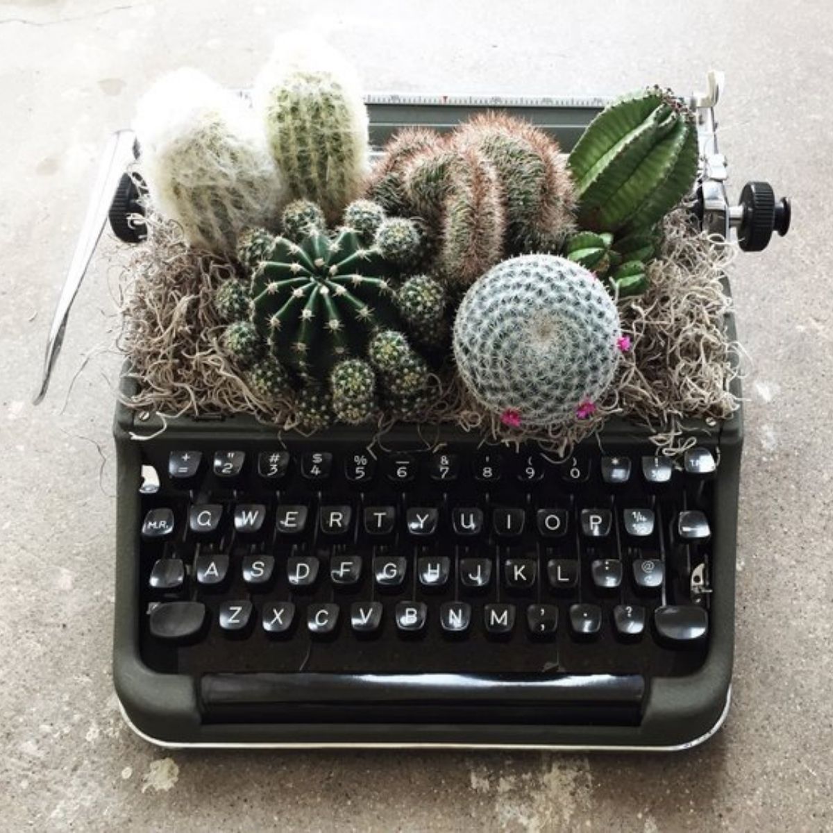 OPAL cacti typewriter- on Thursd 