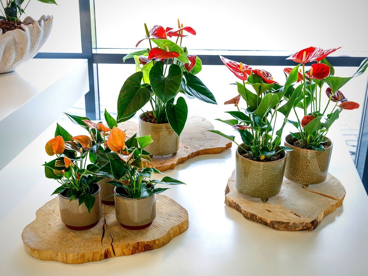 Anthuriums on Display at Floricultura