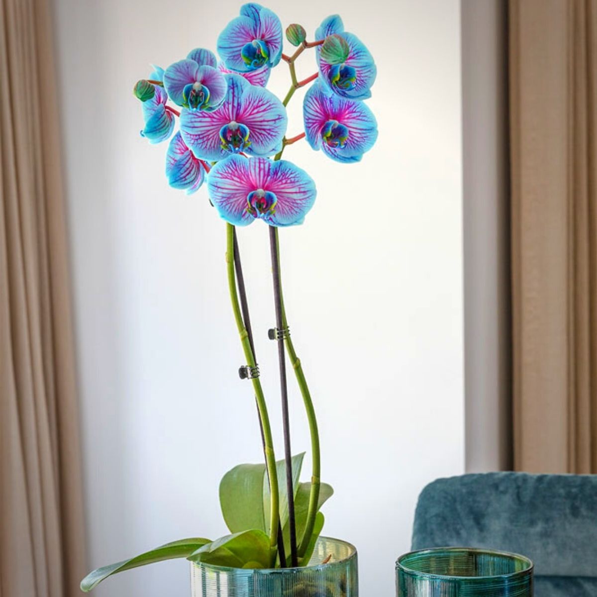 Phalaenopsis Renate Blue