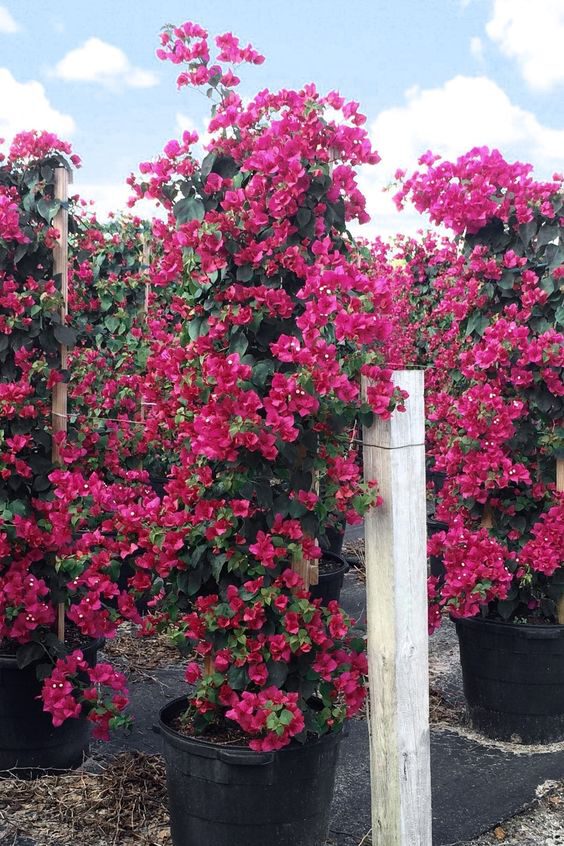 The Most Beautiful Flowering Plants For Your Tropical Garden - bougainvillea - on thursd