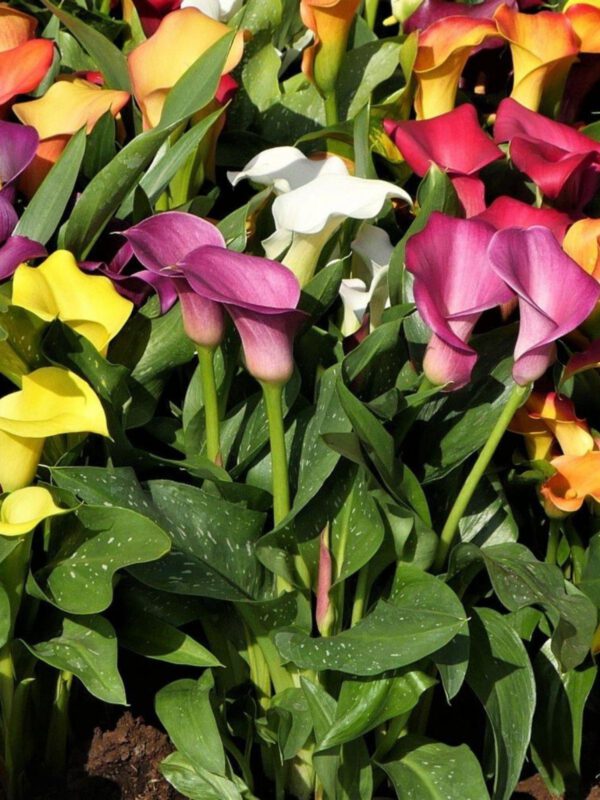 The Most Beautiful Flowering Plants For Your Tropical Garden - on thursd - source easy to grow bulbs - callas