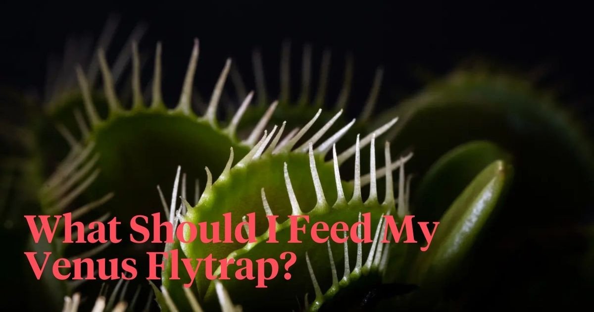 The Venus Flytrap Watch Your Fingers, or not? Thursd