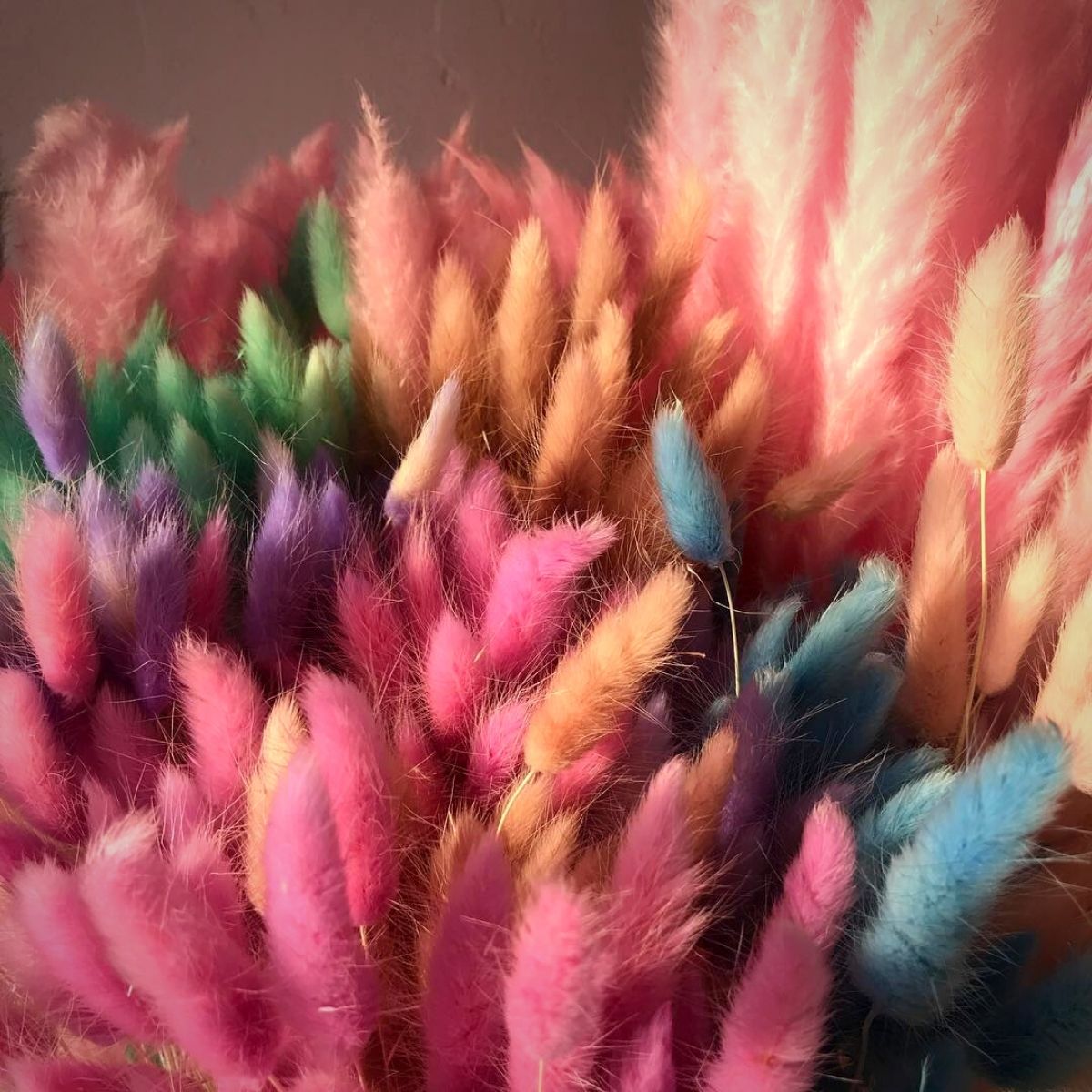 Lagurus Ovatus Bunny Tails in every color on Thursd 