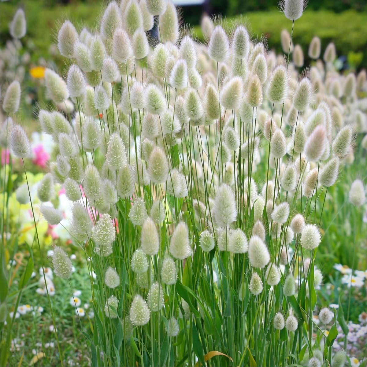 Bunny plants