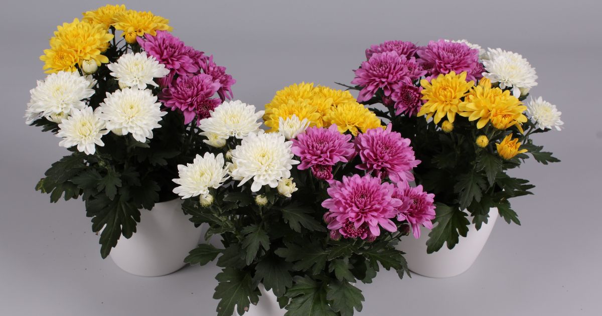 Pot Chrysanthemum Da Vinci Carnival Mix on Thursd 