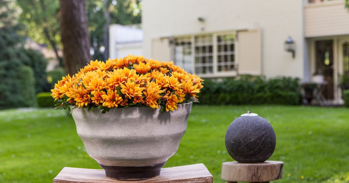 Pot Chrysanthemums Are the Perfect Indoor and Outdoor Summer