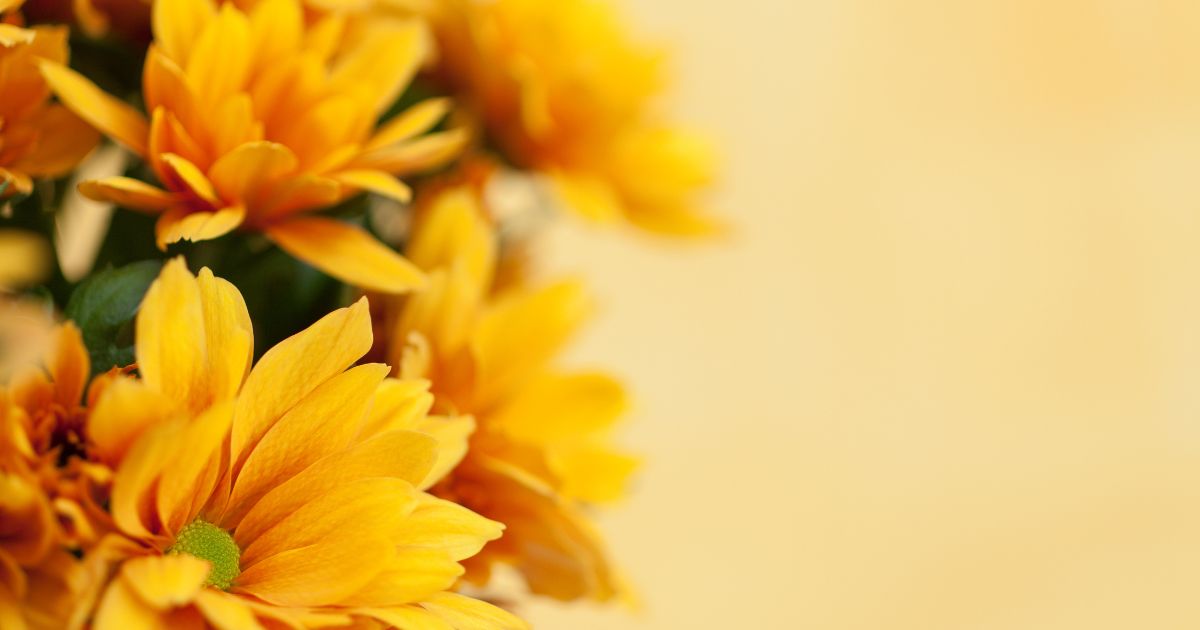 Pot Chrysanthemums Are the Perfect Indoor and Outdoor Summer