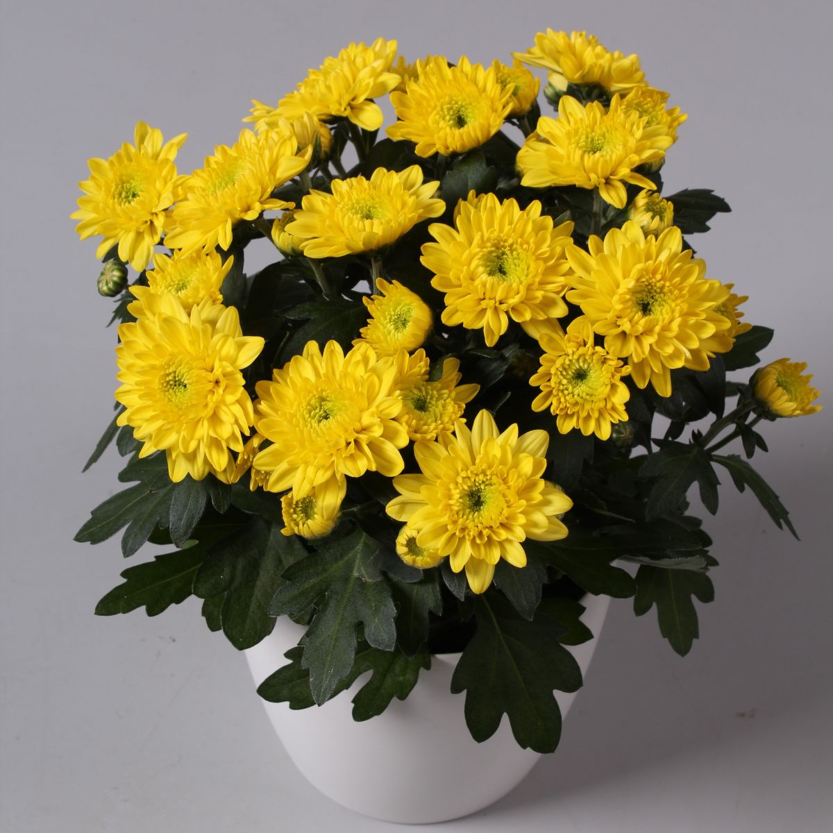 Dwarf Yellow Chrysanthemum Flowering Live Plant - Pot with Flowers