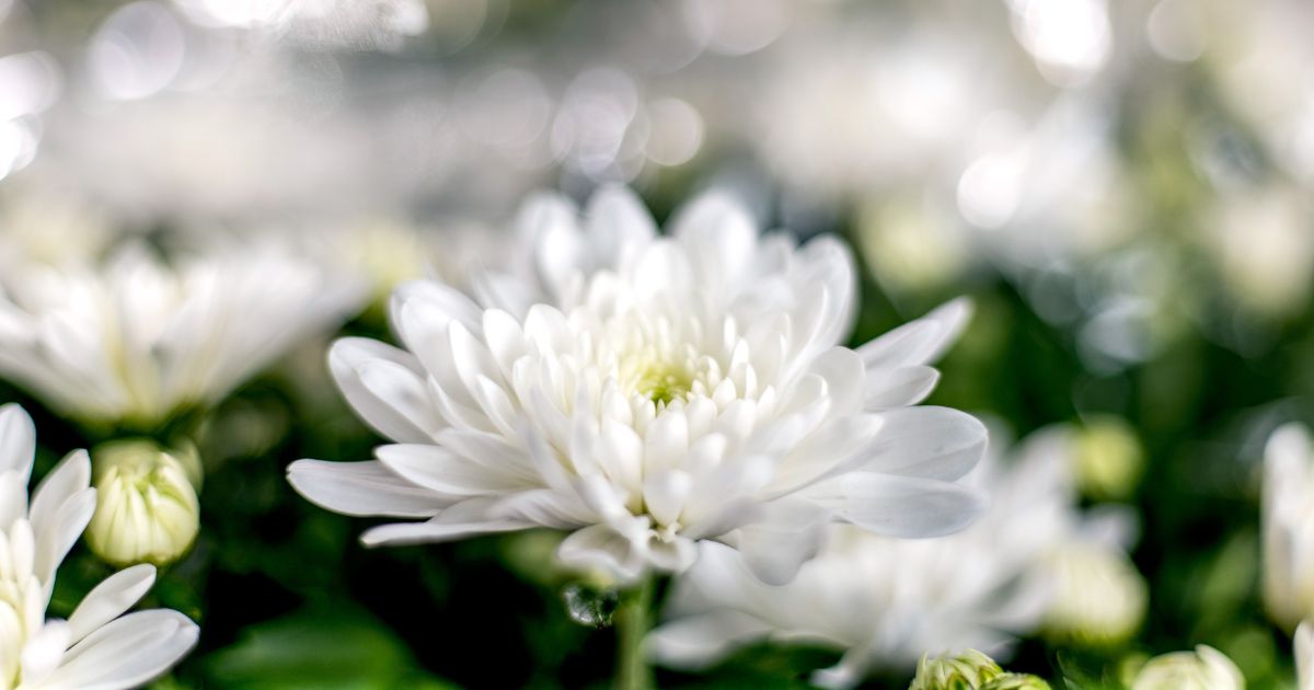 Chrysanthemum Flowering Season – Doff Portland Limited