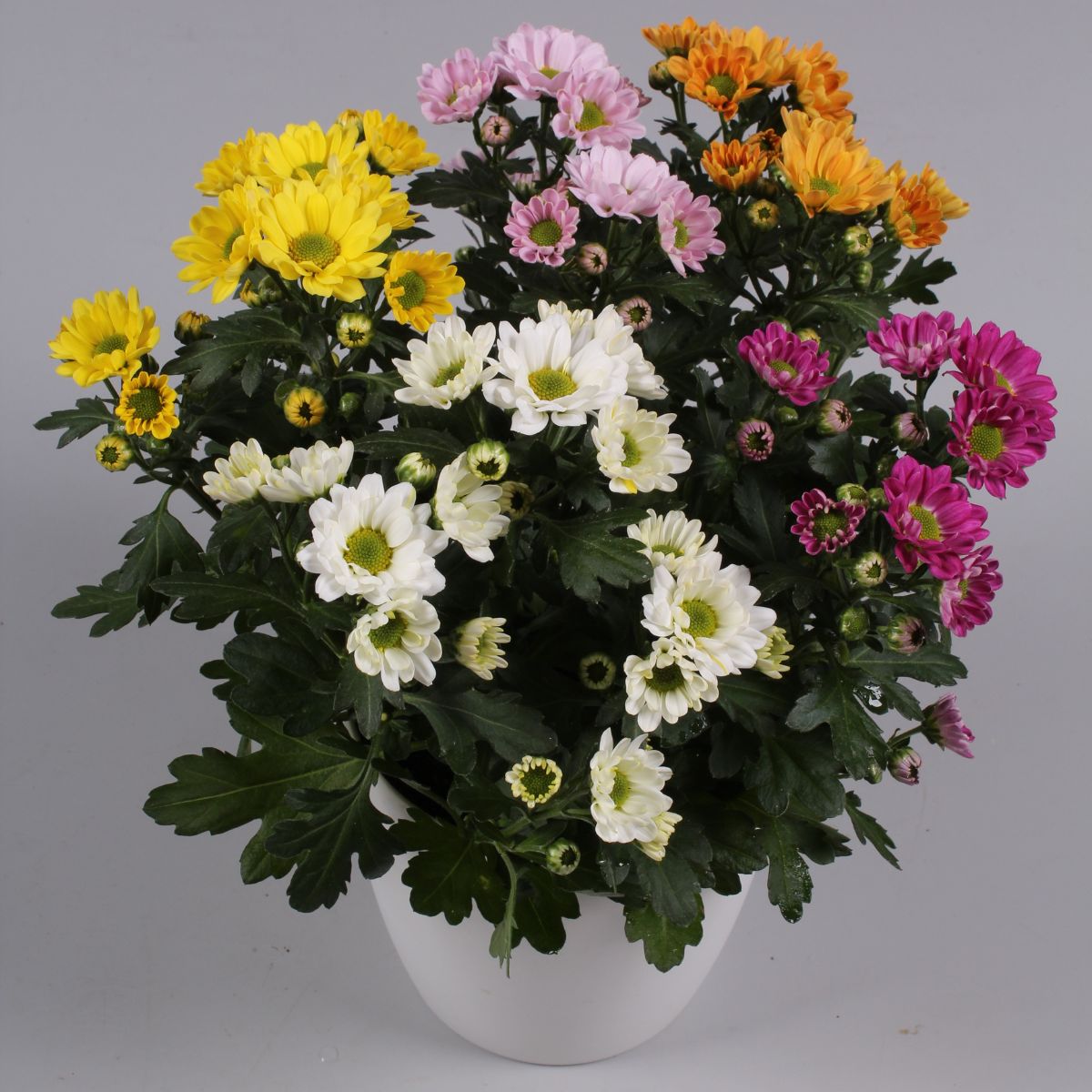 Pot Chrysanthemum Rossi series on Thursd 