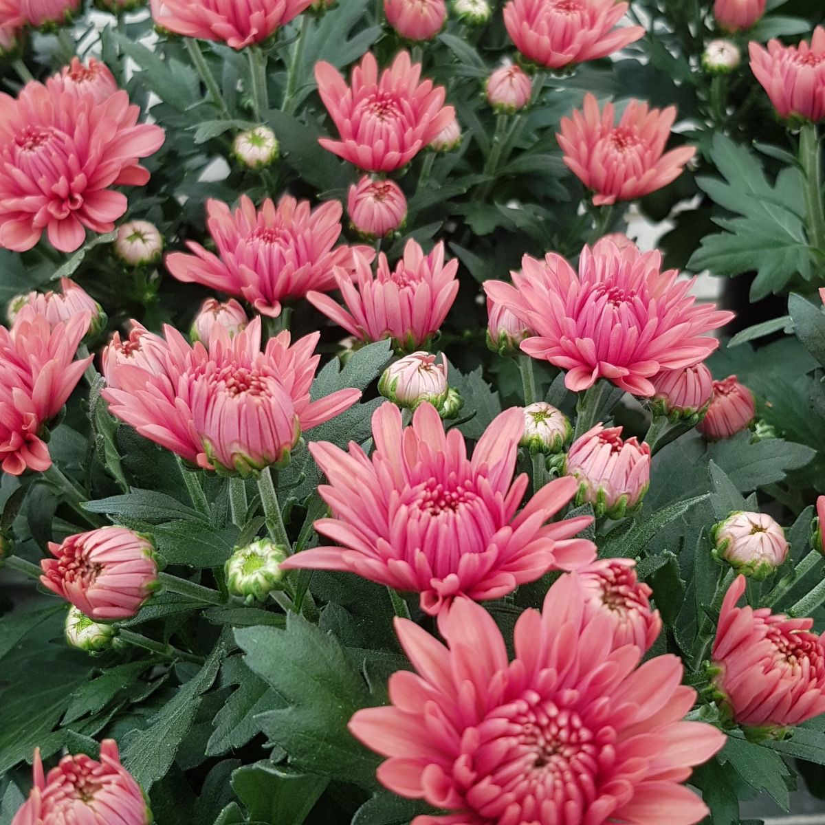 Pot Chrysanthemum Pink Featured on Thursd