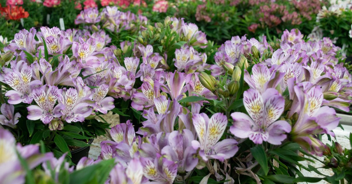 Alstroemeria Ocean - Inca Collection on Thursd