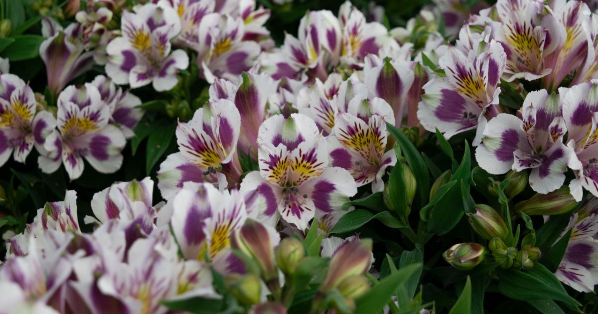 Alstroemeria Inca Collection Multicolor on Thursd