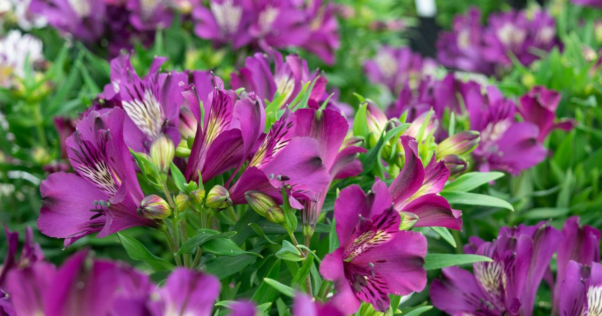 Alstroemeria Batavia Inca Collection on Thursd