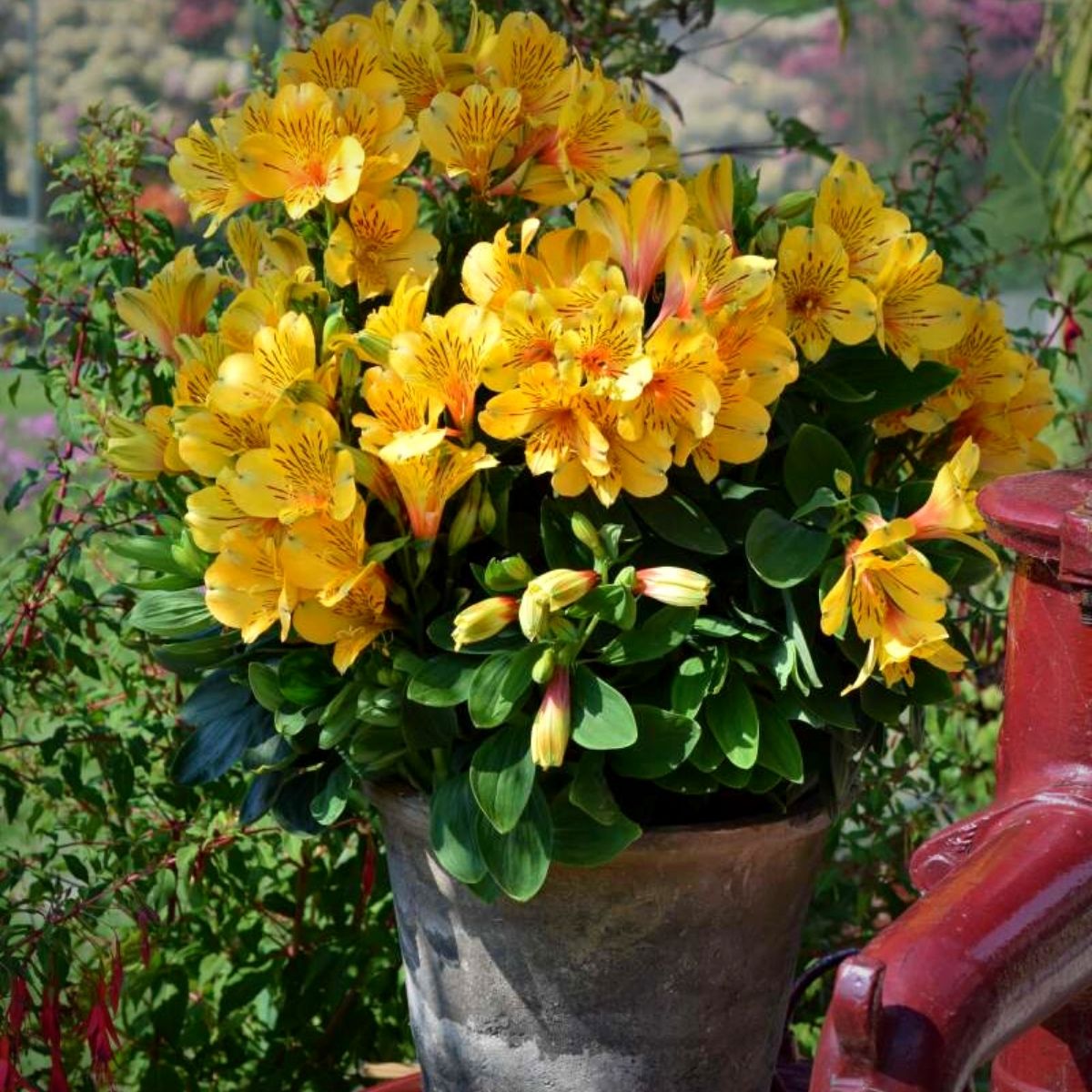 the-new-alstroemeria-inca-collection-from-konst-is-one-to-add-to-your-summer-wishlist-featured