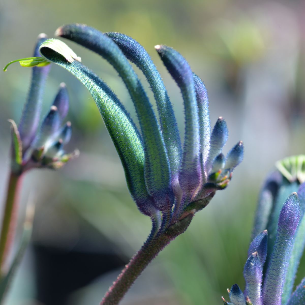 Blue Anigozanthus by Marathon Plants on Thursd
