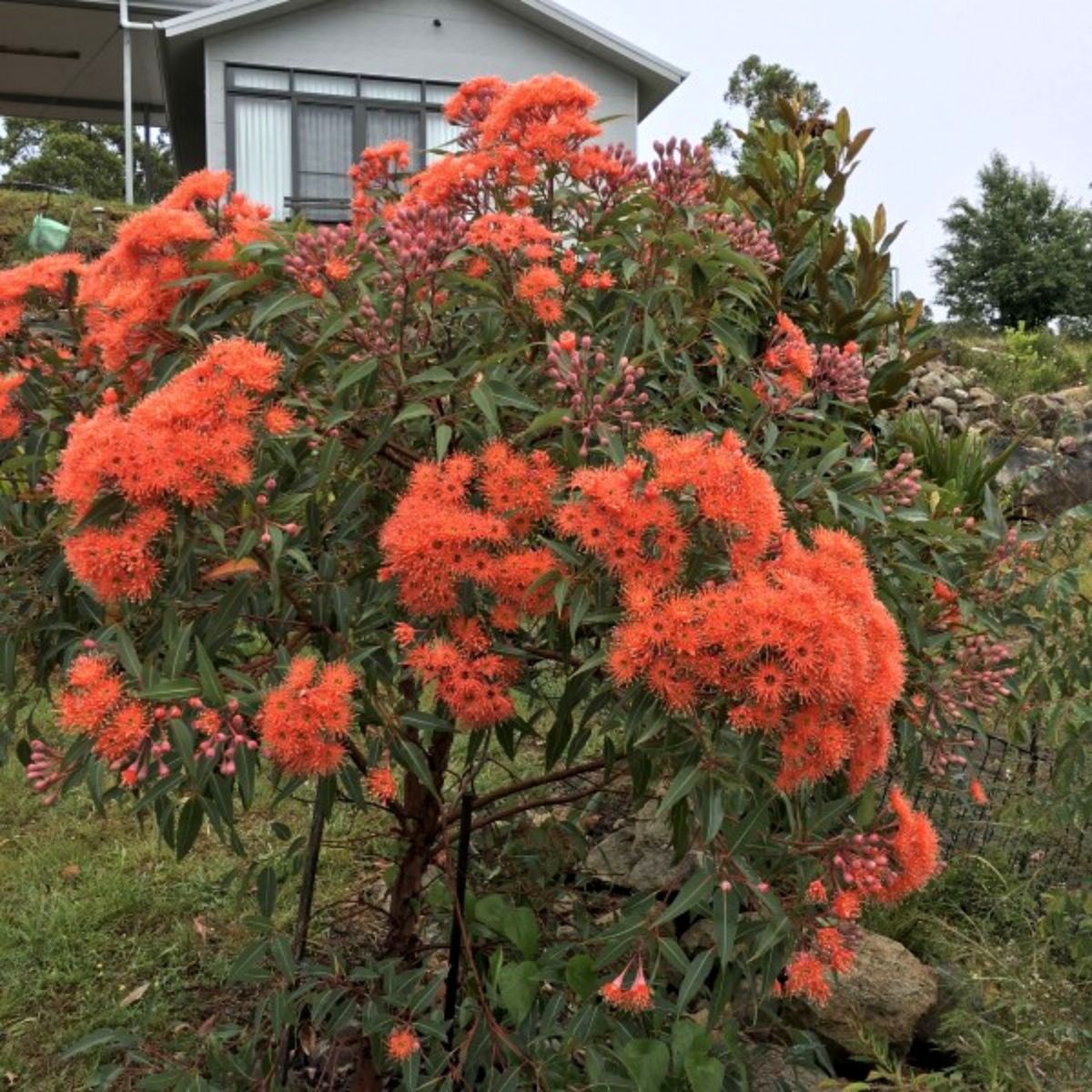 Corymbia Orange on Thursd