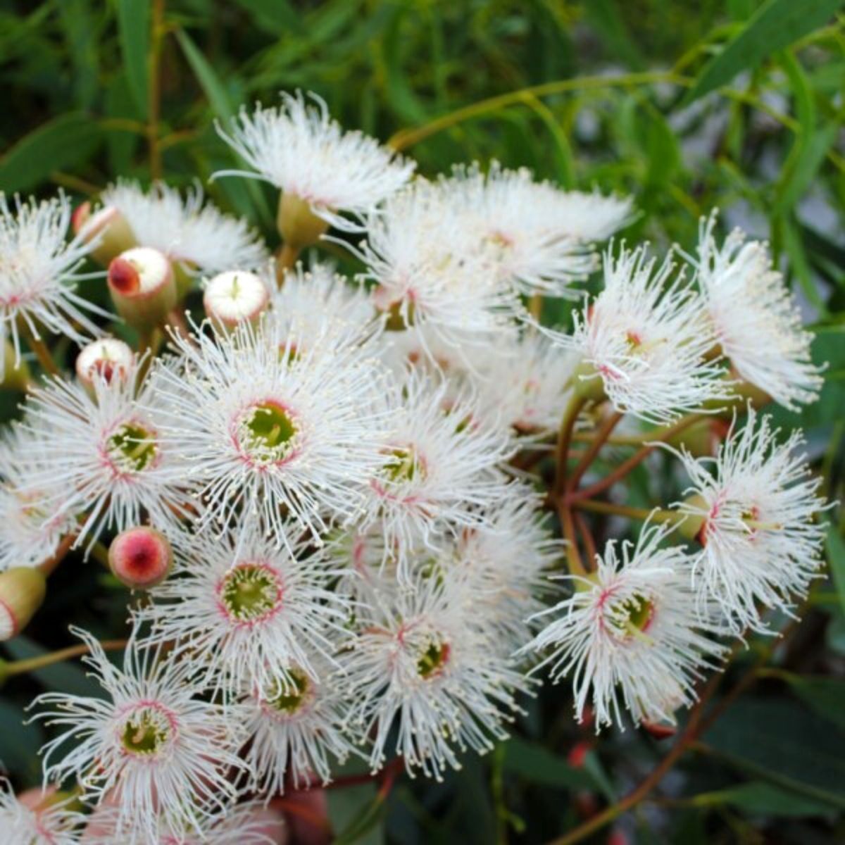 Corymbia Snowflake on Thursd