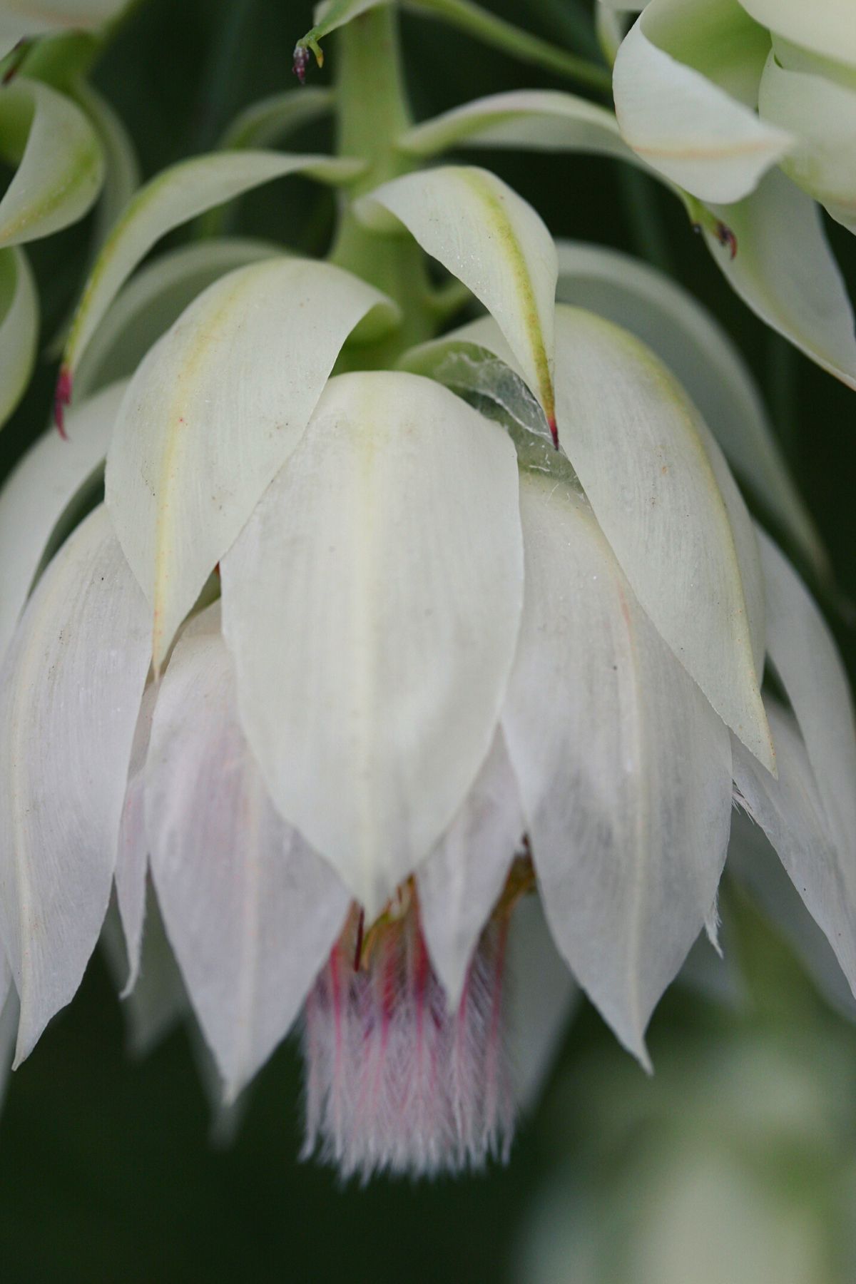 Blushing Bride on Thursd