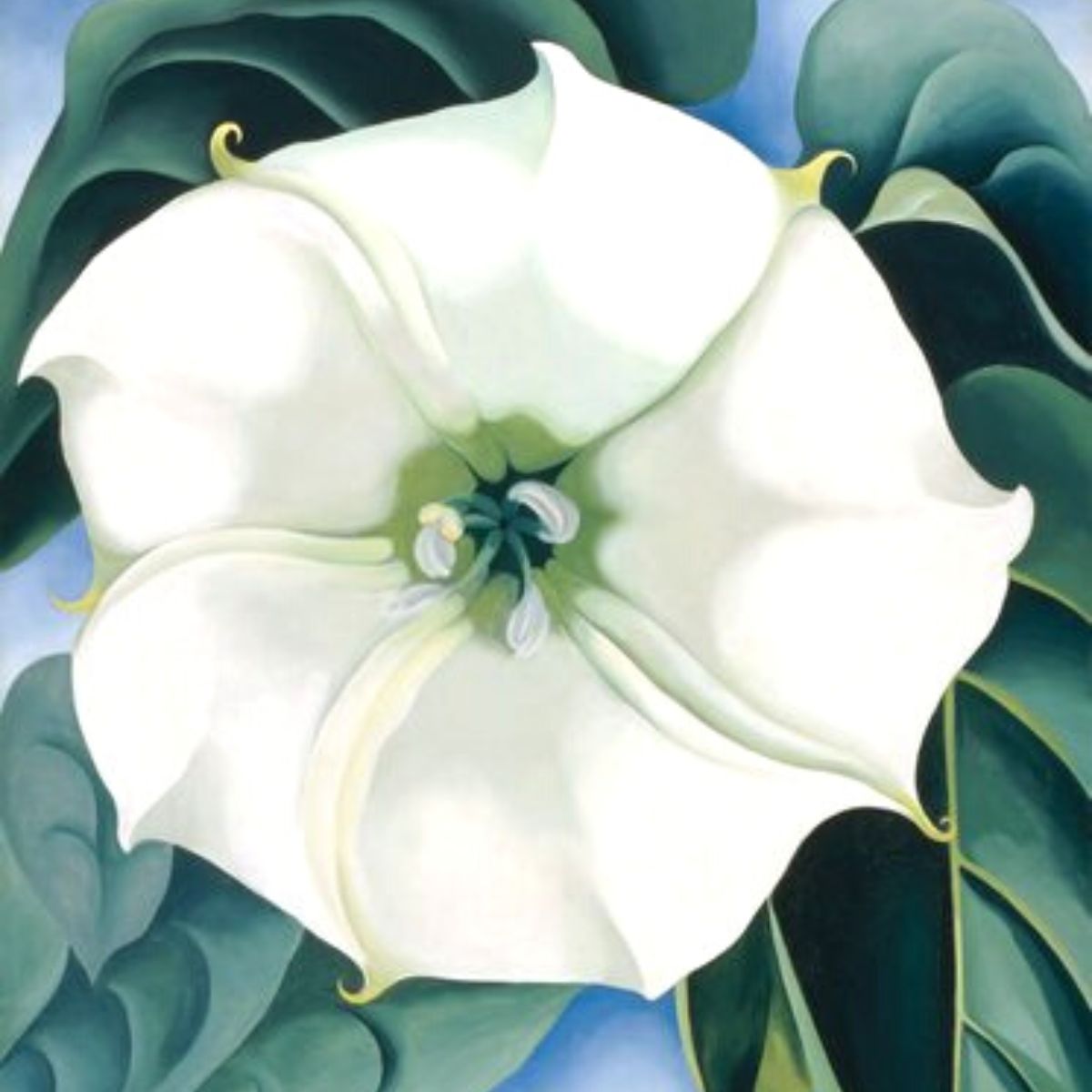 Erotic plant portraits jimson weed white flower 