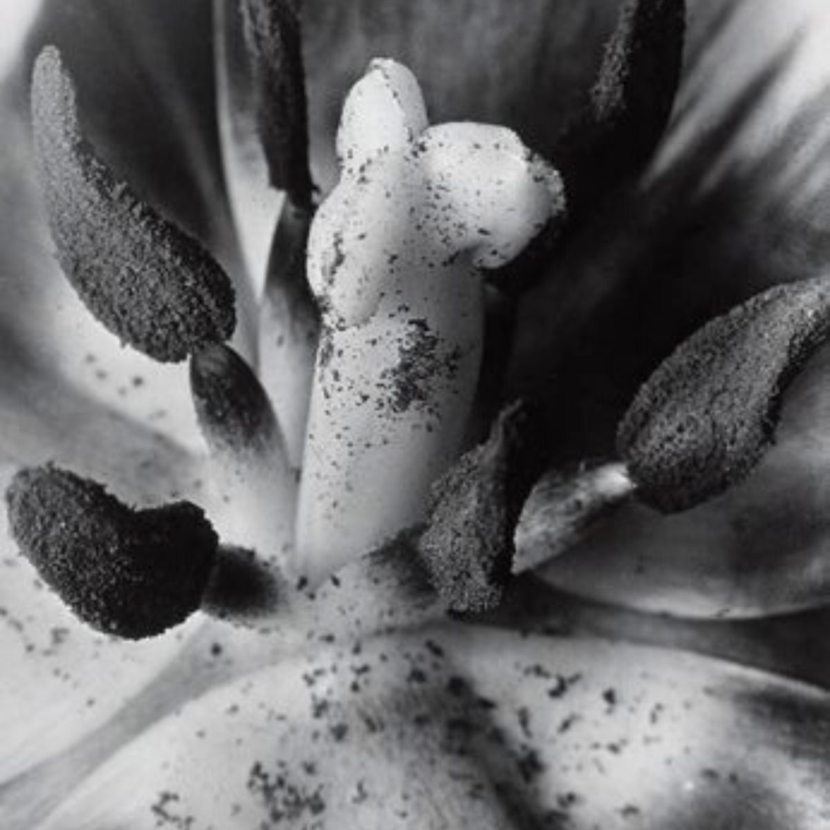 Erotic plant portraits pistil 