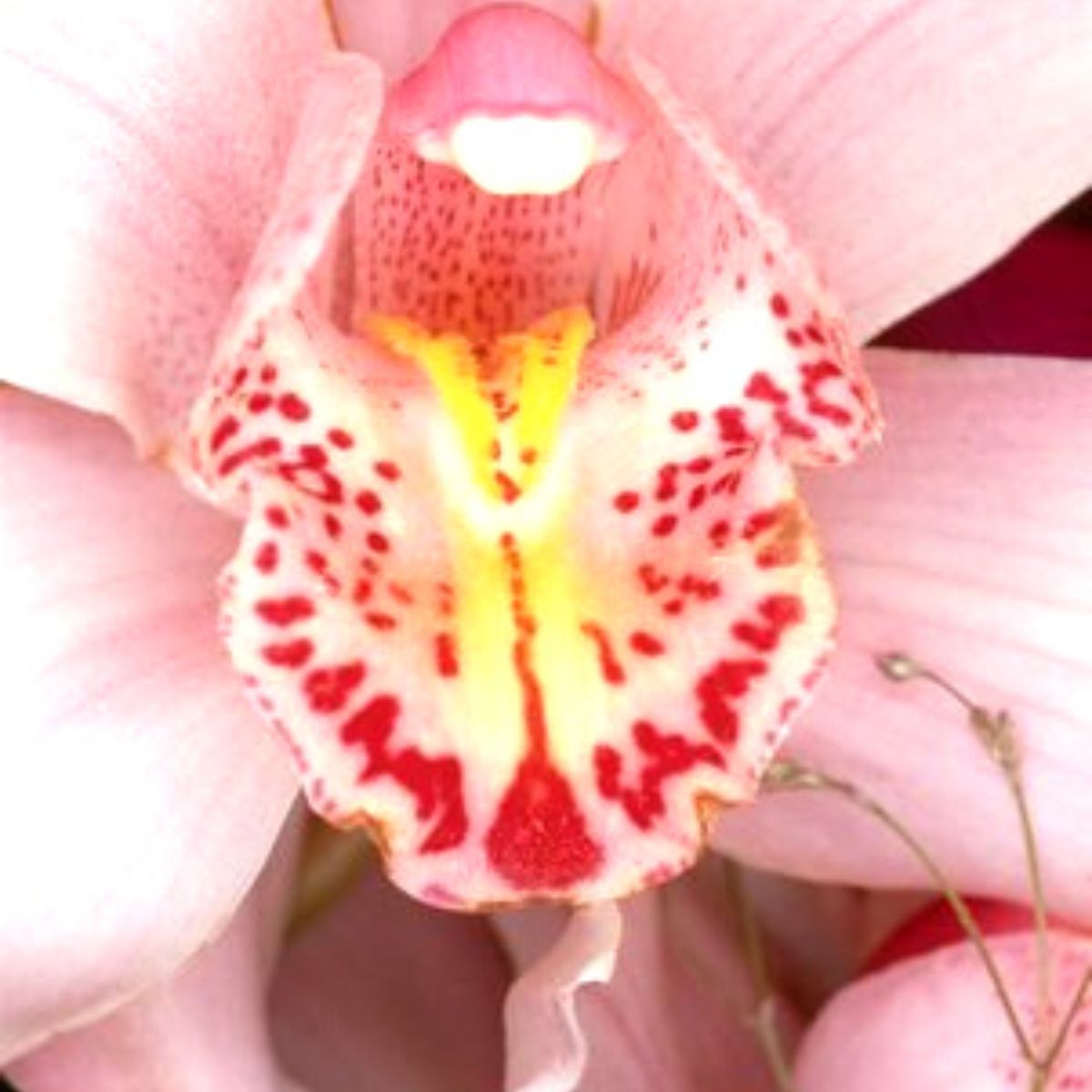 Erotic plant portraits pink orchid