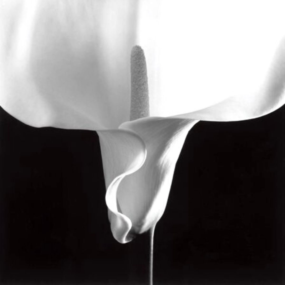 Erotic plant portraits calla lily