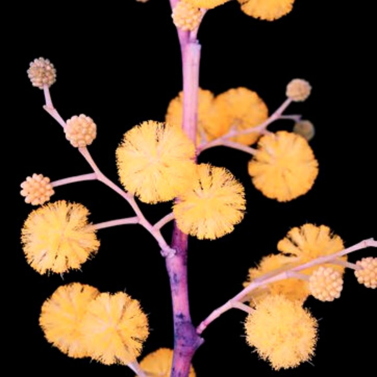 Erotic plant portraits mimosa photograph on Thursd