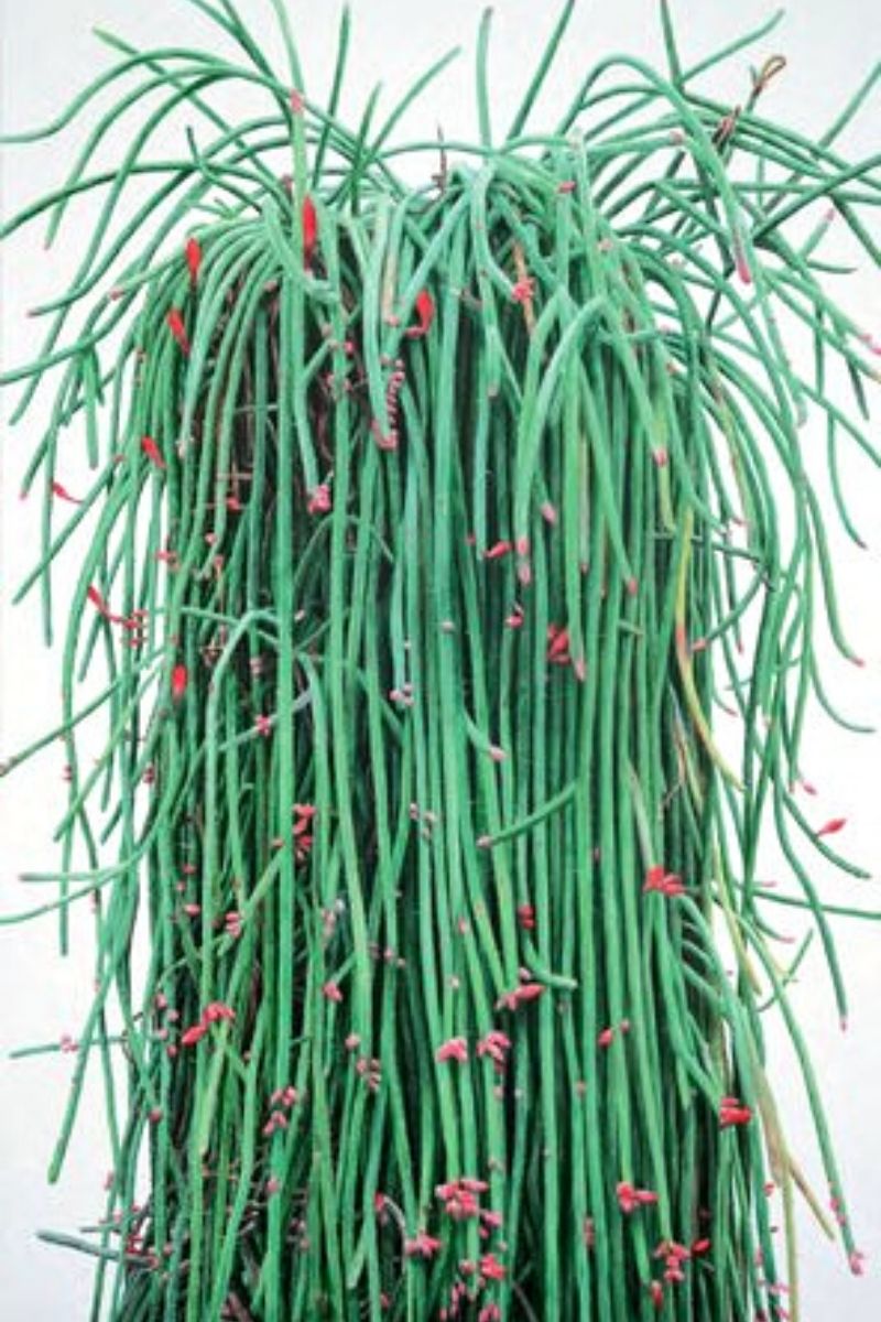 Erotic plant portrait green cactus 