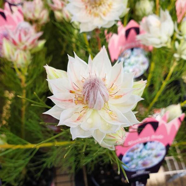 Blushing Bride Protea