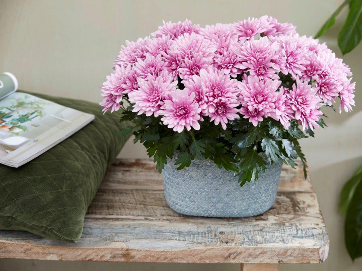 Floritec Pot Chrysanthemum Dynamic on Thursd