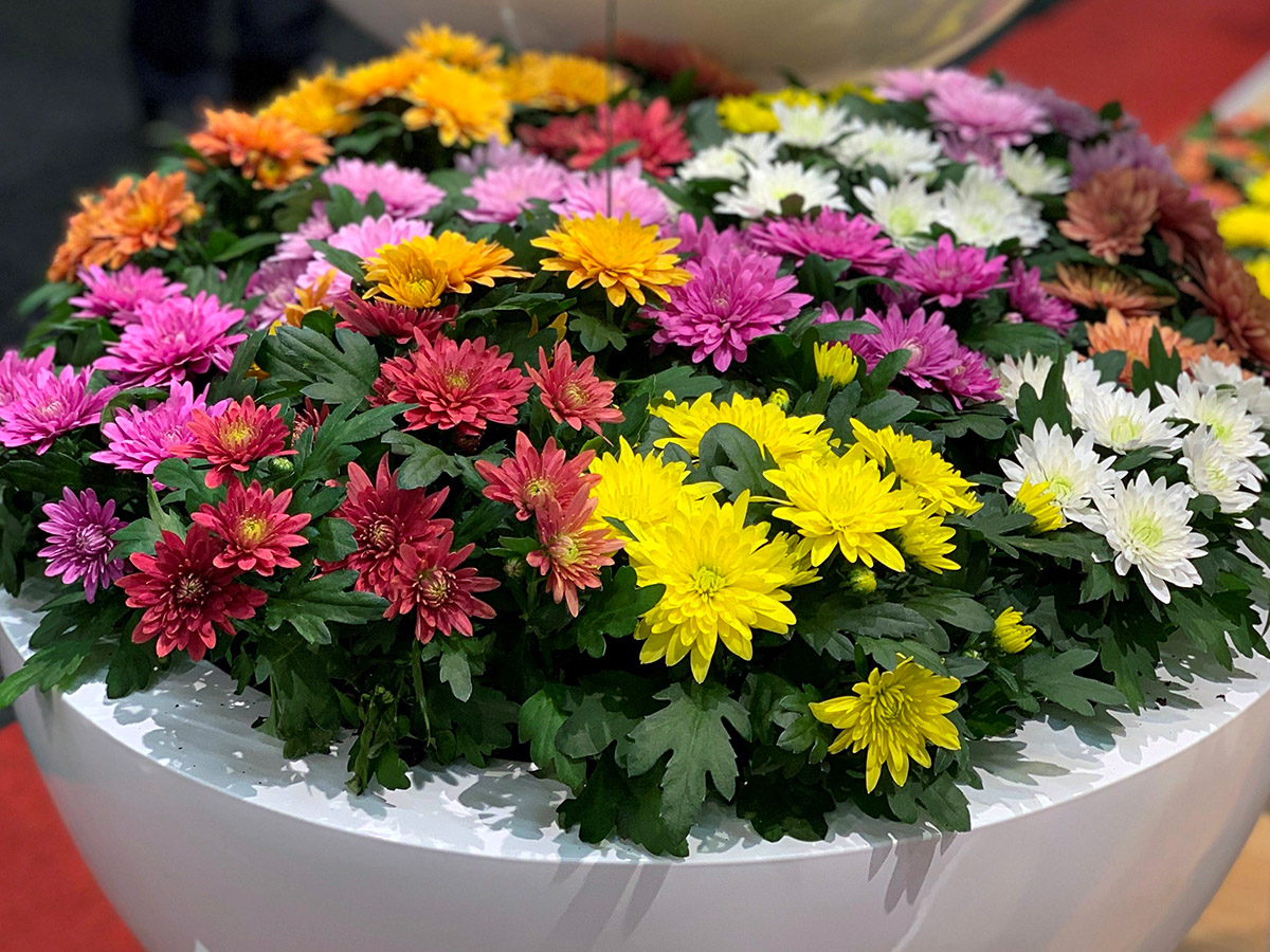 Chrysanthemum (Pot Mum / Florist's Mum) Guide