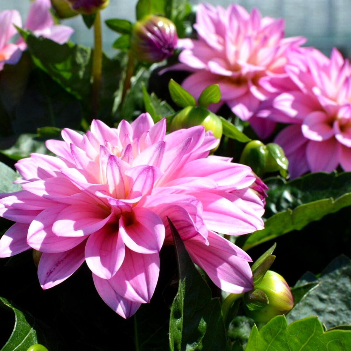 Dahlia LaBella open flower on Thursd