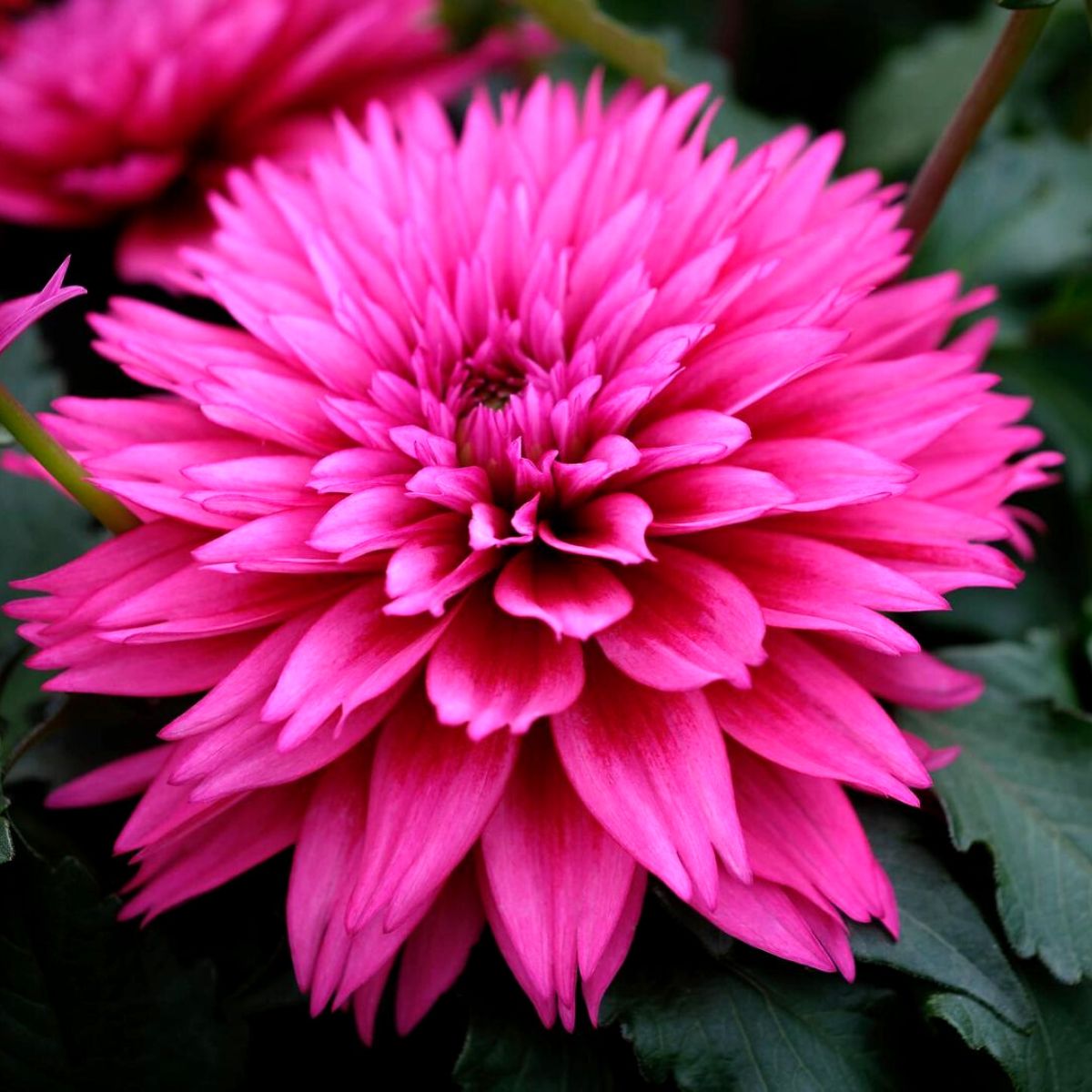 Dahlia LaBella bright pink on Thursd