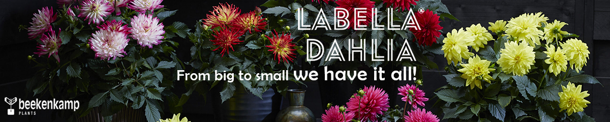 Dahlia LaBella banner