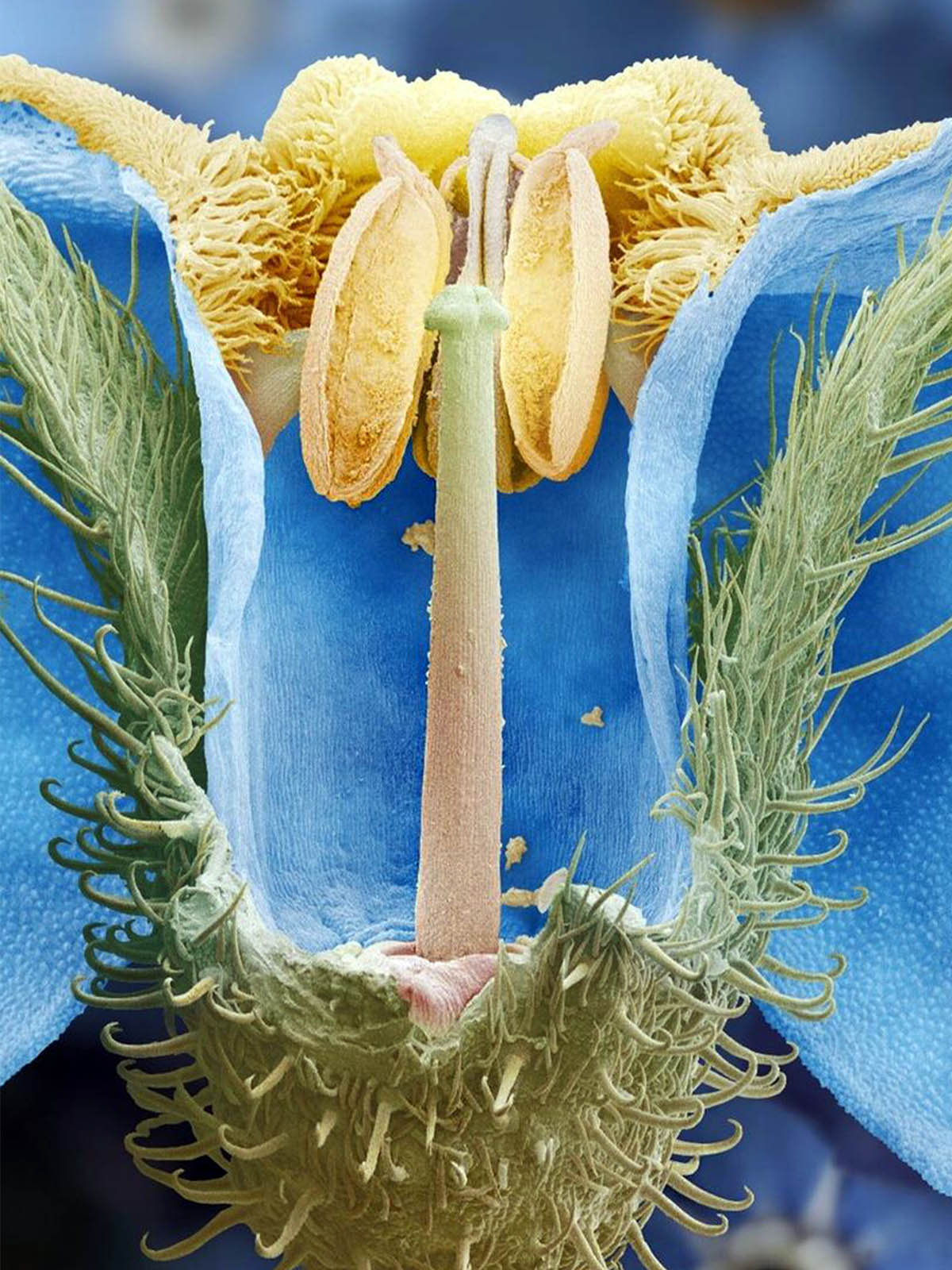 Erotic plant SEM