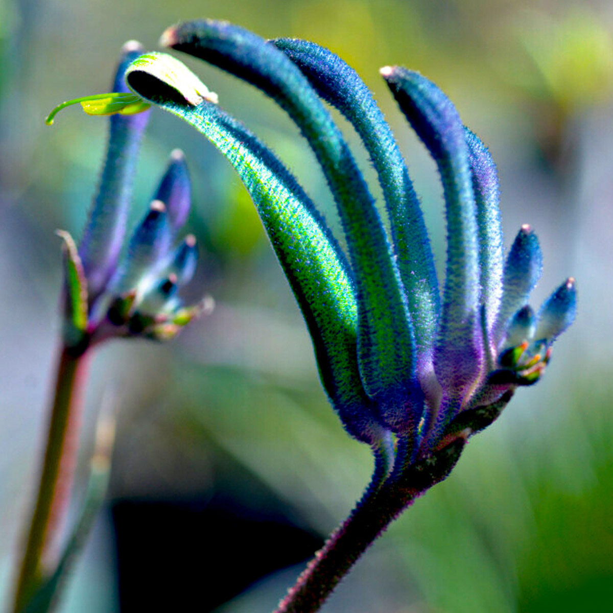 the-most-impressive-blue-anigozanthos-youll-ever-see-featured