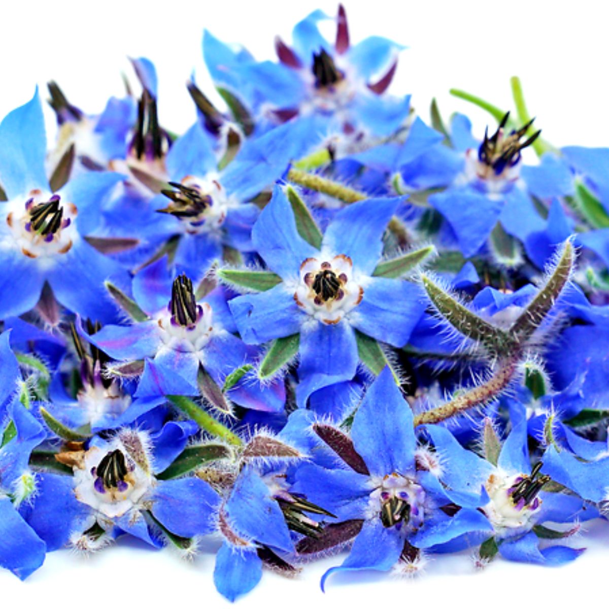 Best edible flowers borage on Thursd