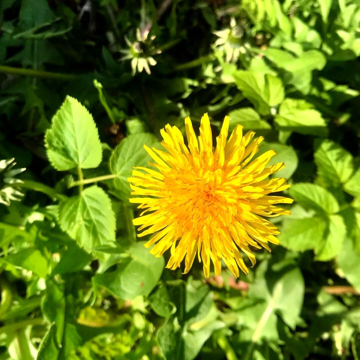 Best edible flowers yellow dandelion on Thursd