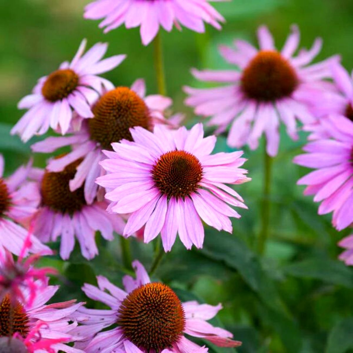 Edible echinacea on Thursd