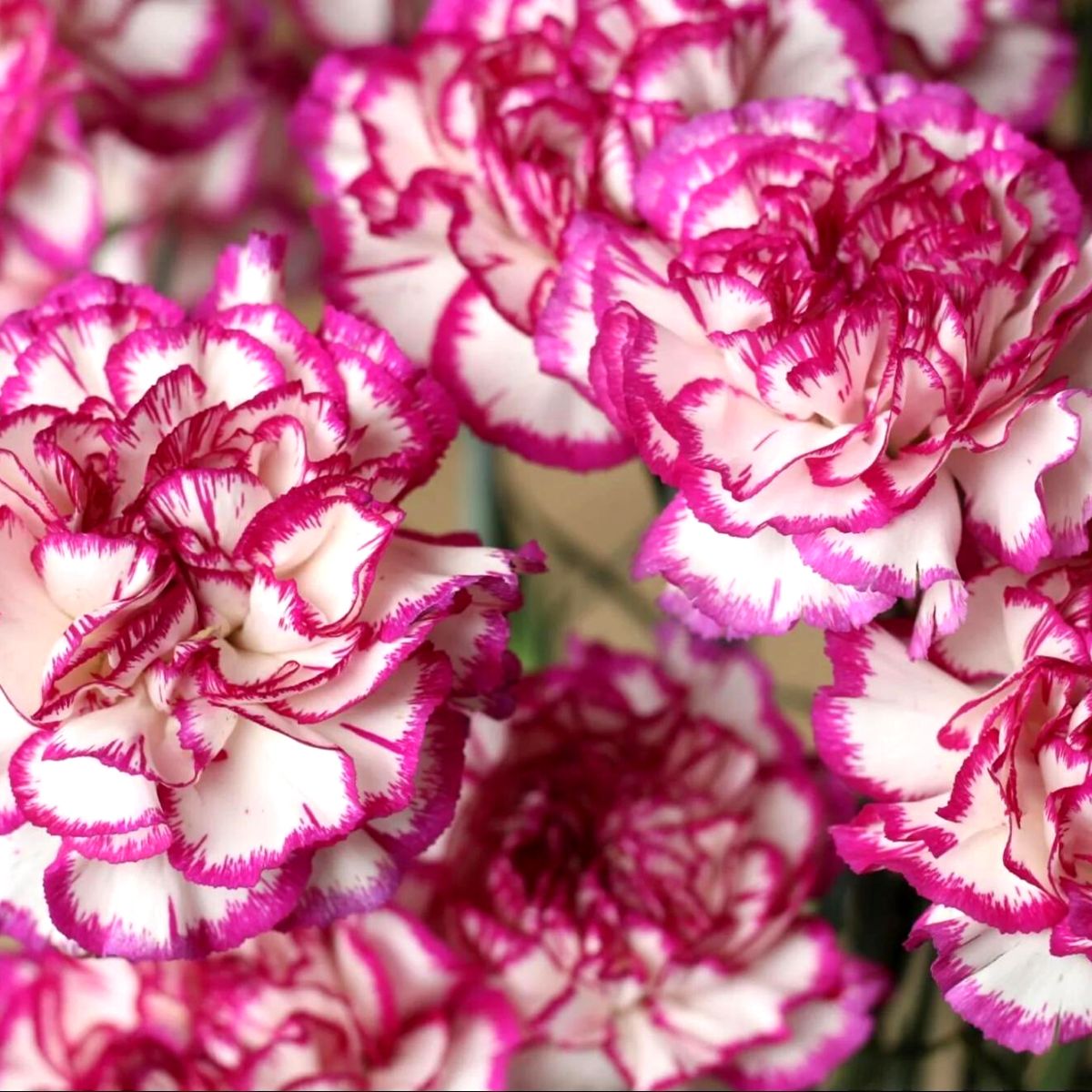 Edible carnations on Thursd