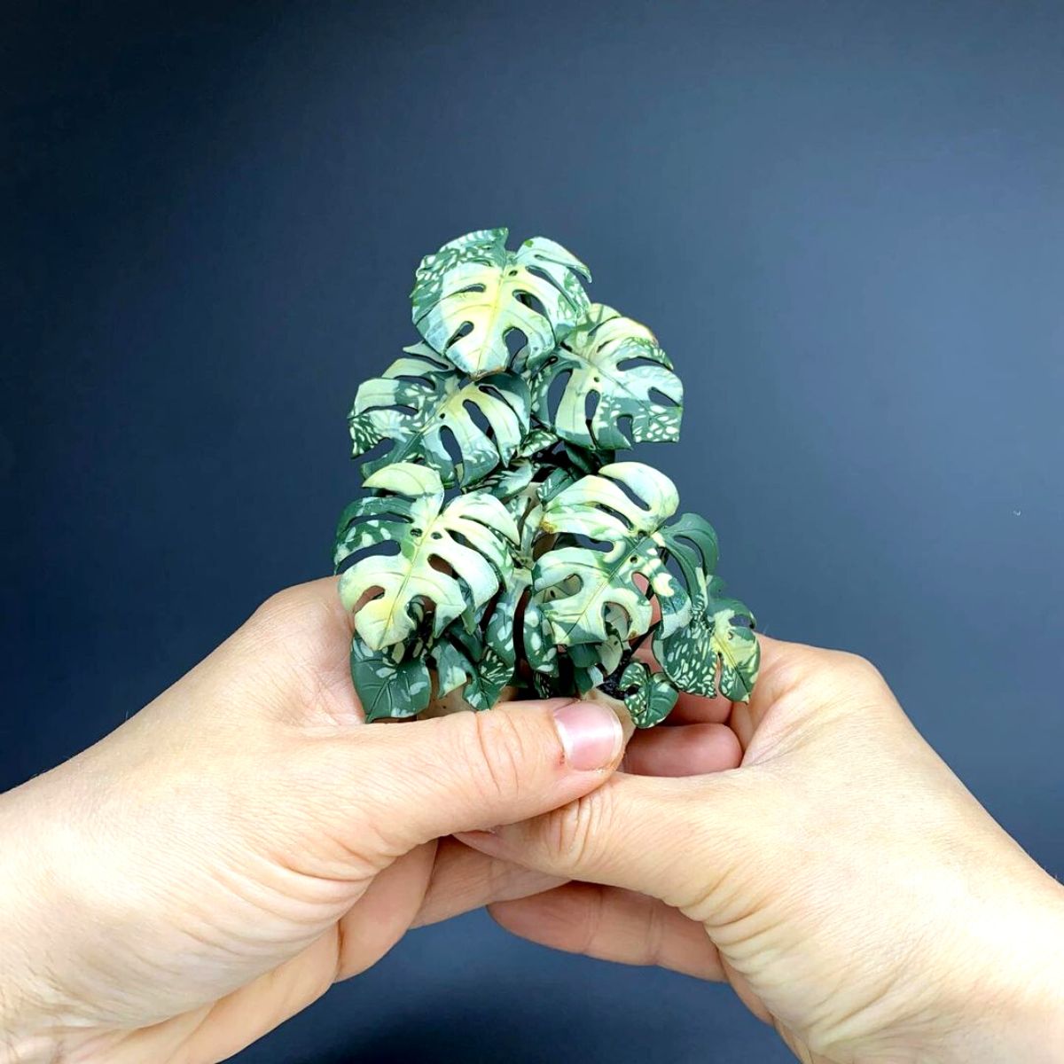 Miniature clay monstera deliciosa on Thursd