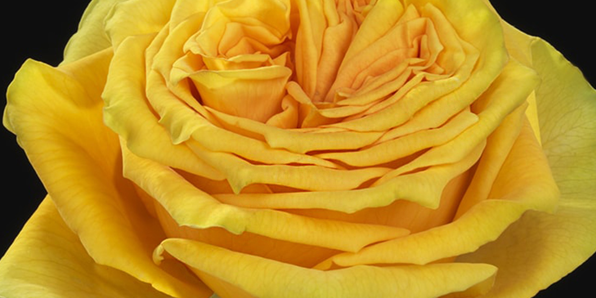 Rose Lemon Finess Cutflower on Thursd header