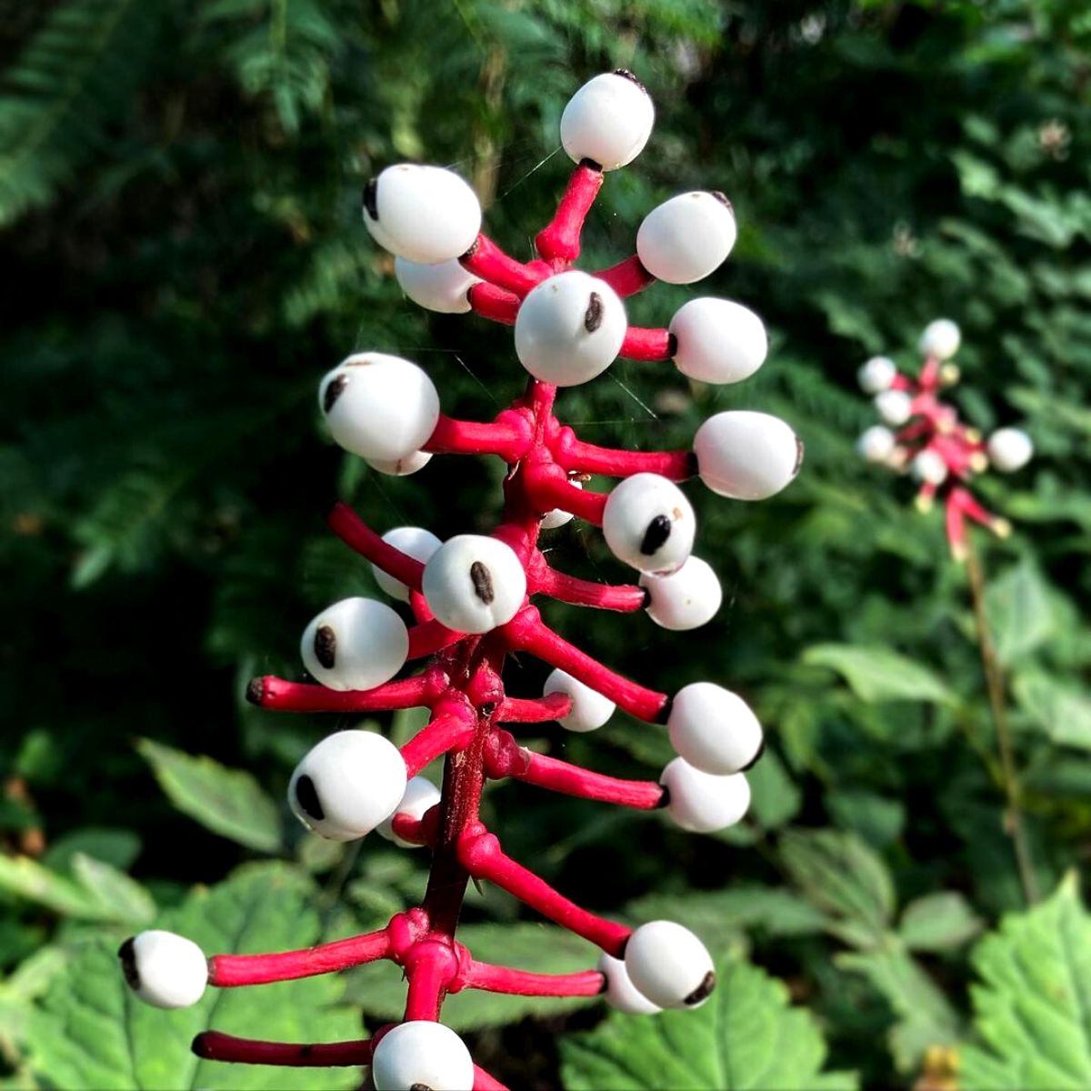 Strangest plants white baneberry