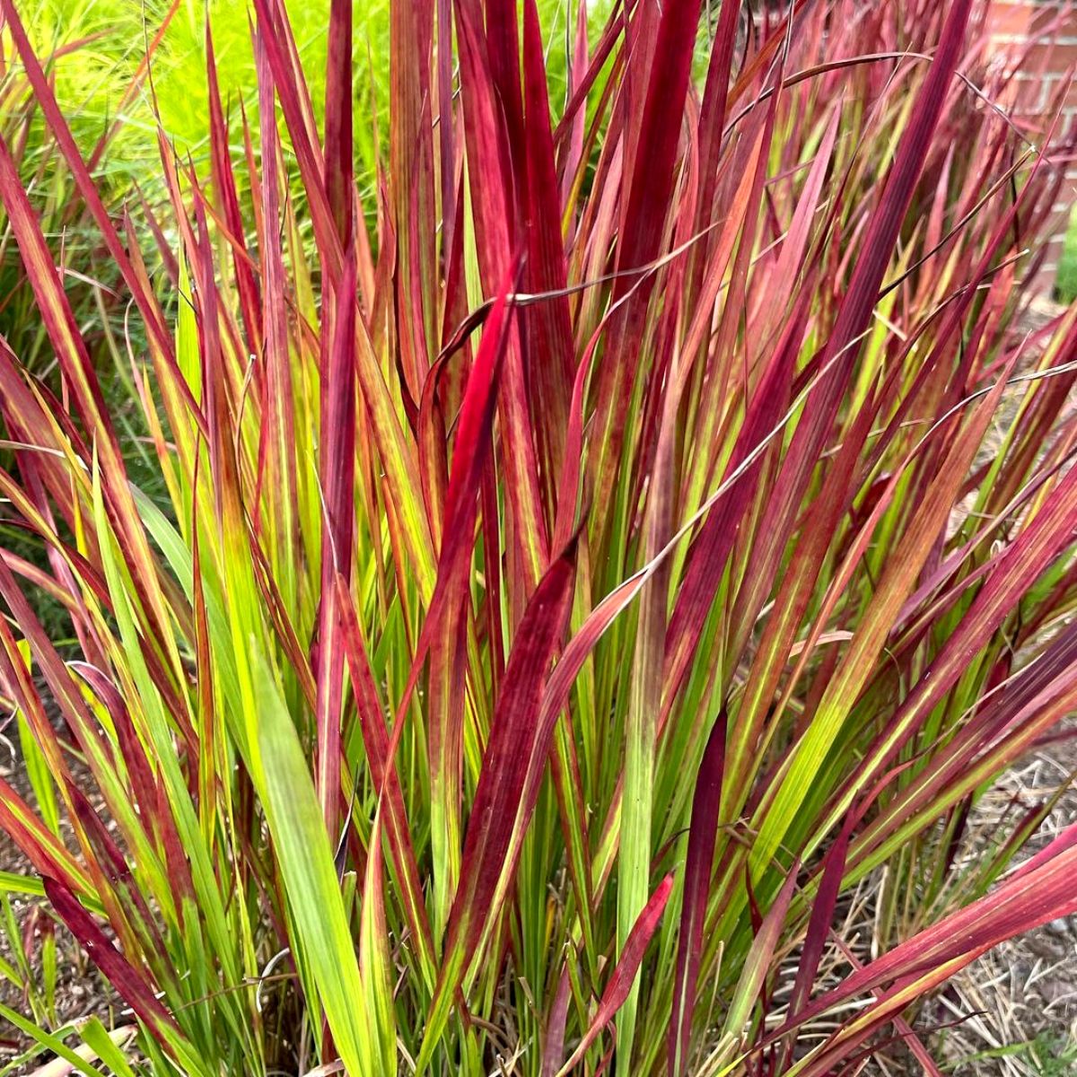 Strangest plants japanese blood grass