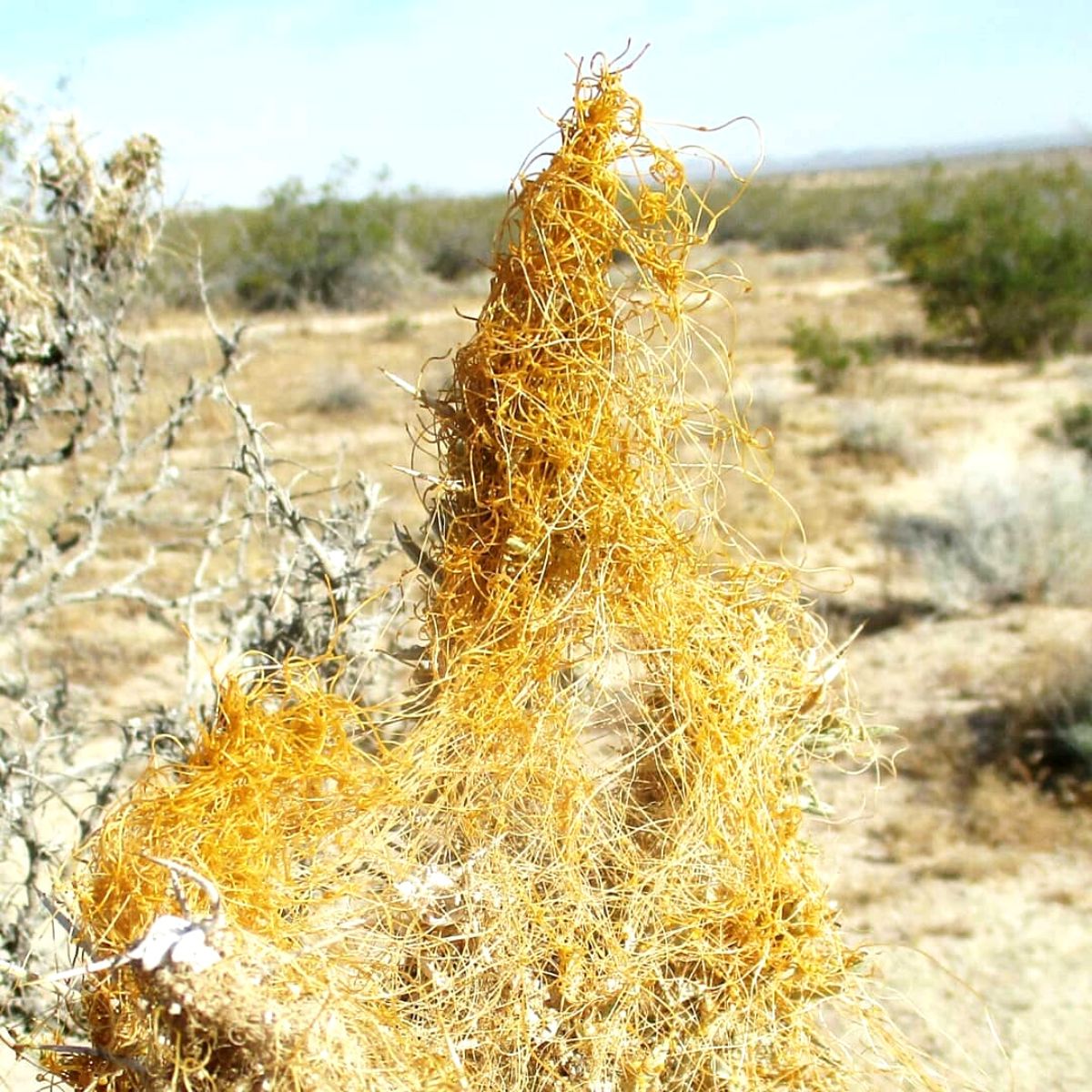 Strangest plants witches hair