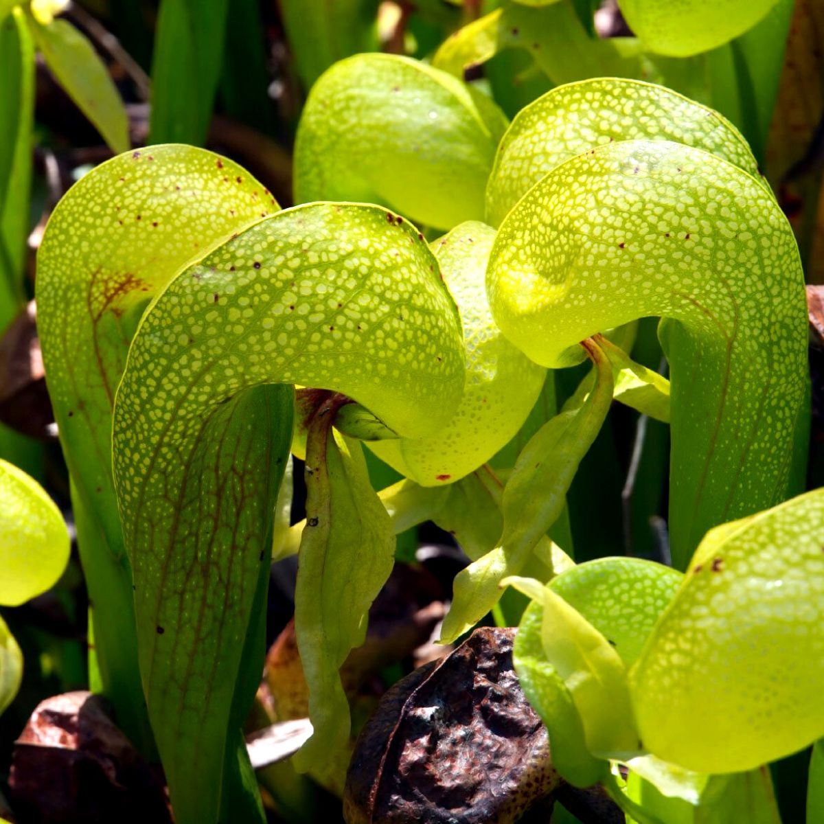Strangest plants cobra lily on Thursd