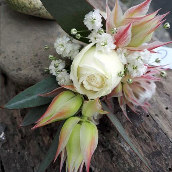 Import Flowers - This white blushing bride protea is definitely a stunner!