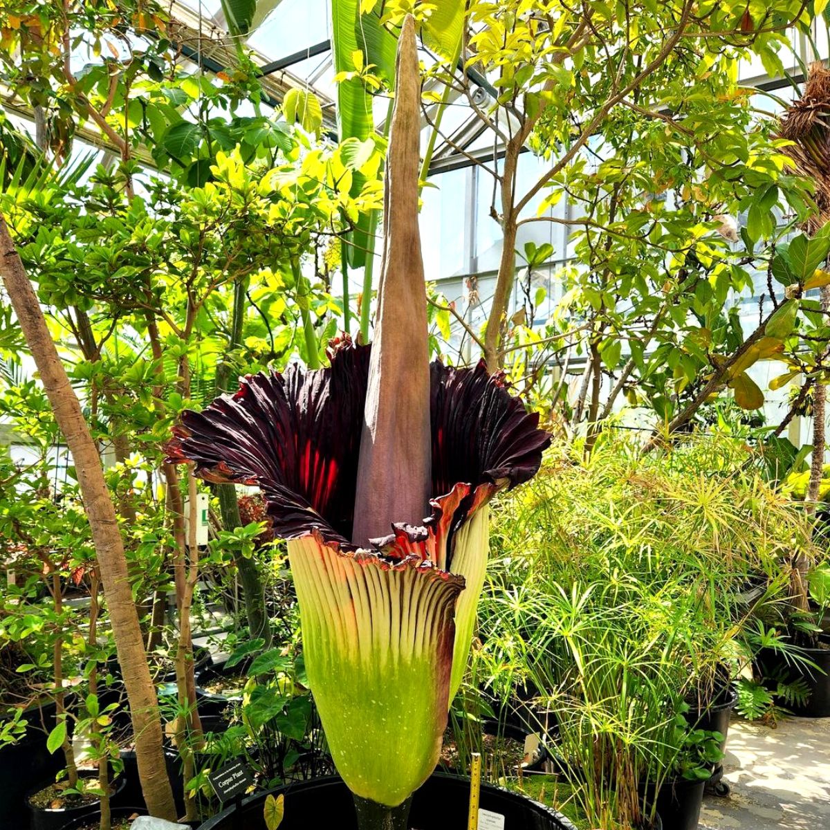 Strangest plants corpse flower